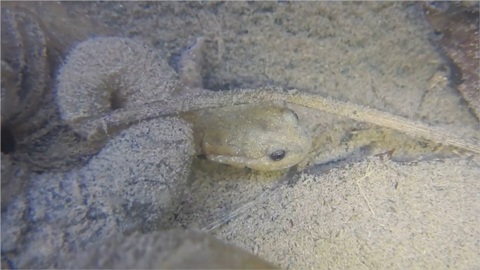 セトウチサンショウウオ