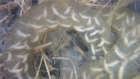 セトウチサンショウウオの胚