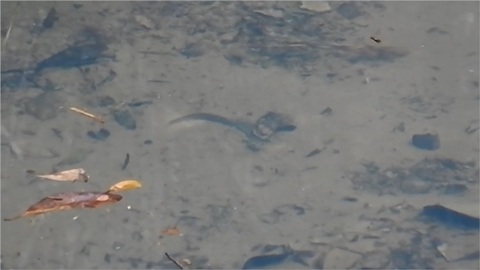 セトウチサンショウウオ